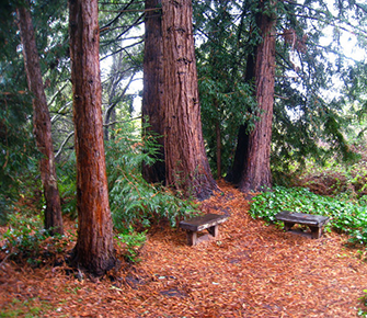 Redwood Rendezous, Monterey Peninsula Tours, Pacific Grove, CA Redwood Rendezous, Monterey Peninsula Tours, Pacific Grove, CA
