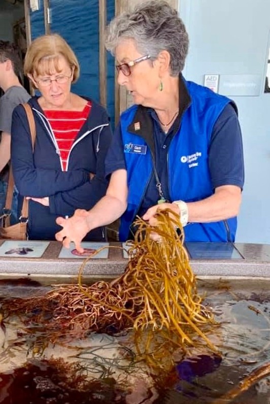 Gael Gallagher engaging visitors at the Monterey Bay Aquarium, holding a piece of kelp and enthusiastically explaining the wonders of marine life in a hands-on touch pool exhibit.