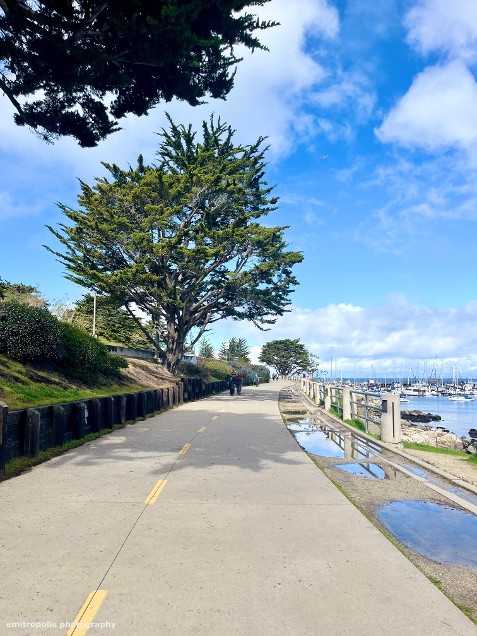 A scenic coastal walking path lined with lush cypress trees overlooking the Monterey Bay, with a bright blue sky and wispy clouds above. Keywords: Monterey Bay walk, coastal walking trail, cypress trees, scenic ocean walk, California coastal path, nature hike Monterey, Pacific Grove views, outdoor adventure Monterey.