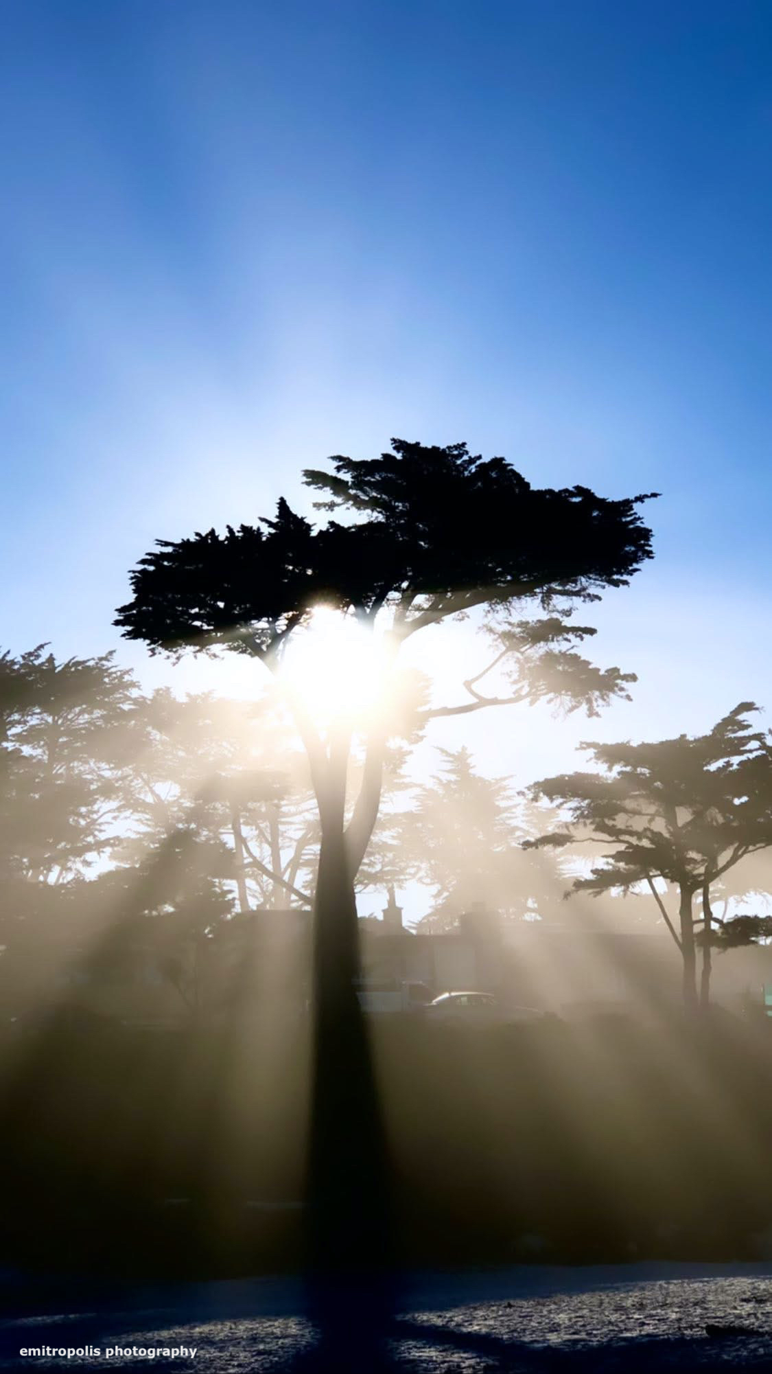 Sunbeams radiating through a cypress tree along the Carmel coast, captured by emitropolis photography.”